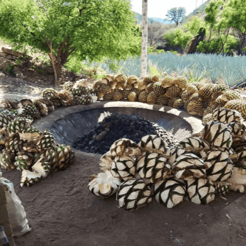Mezcal No Me Dejes Proceso