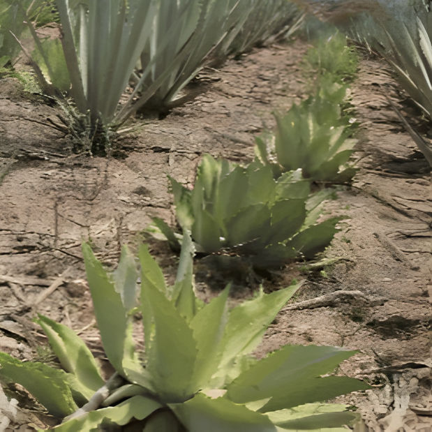 Mezcal No Me Dejes Proceso